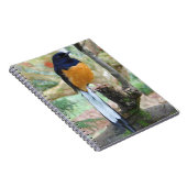 Male White-Rumped Shama Bird Notitieboek (Rechterzijde)