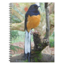 Male White-Rumped Shama Bird