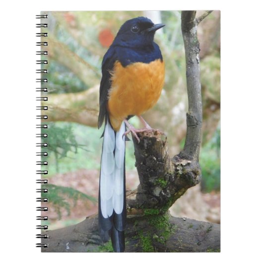 Male White-Rumped Shama Bird Notitieboek (Voorkant)