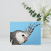 Male Whiteface Cockatiel Briefkaart (Staand voorkant)