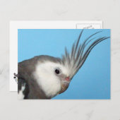 Male Whiteface Cockatiel Briefkaart (Voorkant / Achterkant)