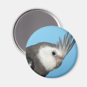 Male Whiteface Cockatiel Magneet (Voorkant / Achterkant)