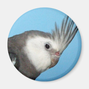 Male Whiteface Cockatiel Magneet