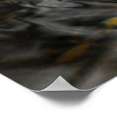 Male Wood Duck At Crystal Springs Rhododendron Poster (Hoek)