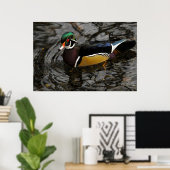 Male Wood Duck At Crystal Springs Rhododendron Poster (Thuiskantoor)