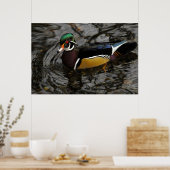 Male Wood Duck At Crystal Springs Rhododendron Poster (Keuken)