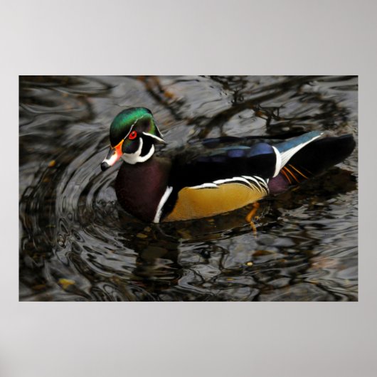 Male Wood Duck At Crystal Springs Rhododendron Poster (Voorkant)