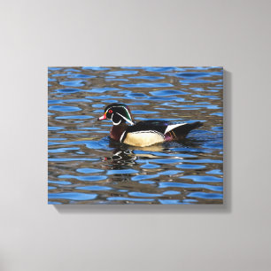 Male Wood Duck Canvas Afdruk