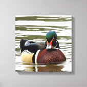 MALE WOOD DUCK CANVAS AFDRUK (Voorkant)