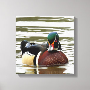 MALE WOOD DUCK CANVAS AFDRUK