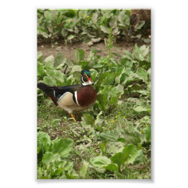 Male Wood Duck Foto Afdruk