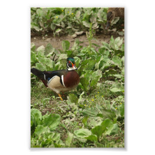 Male Wood Duck Foto Afdruk