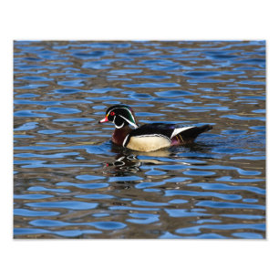 Male Wood Duck Foto Afdruk