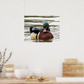 MALE WOOD DUCK POSTER (Keuken)
