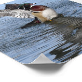 Male Wood Duck Poster (Hoek)