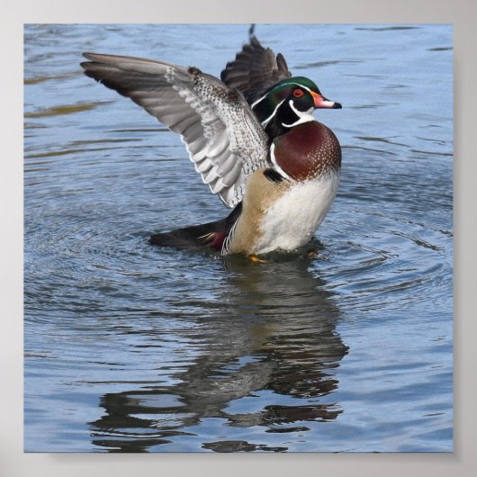 Male Wood Duck Poster (Voorkant)