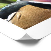 Male Wood Duck Profiel Poster (Hoek)