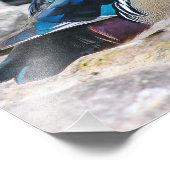 Male Wood Duck Square Print Foto Afdruk (Hoek)