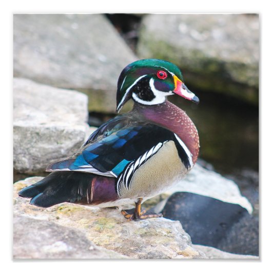 Male Wood Duck Square Print Foto Afdruk (Voorkant)