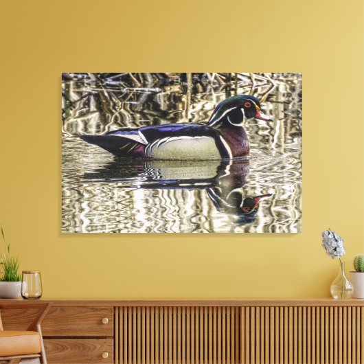 Male wood duck swimming in pond canvas print (Insitu (Woonkamer))