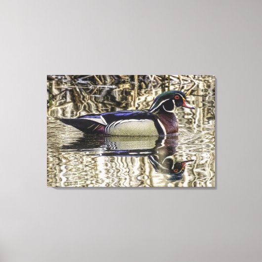 Male wood duck swimming in pond canvas print (Voorkant)