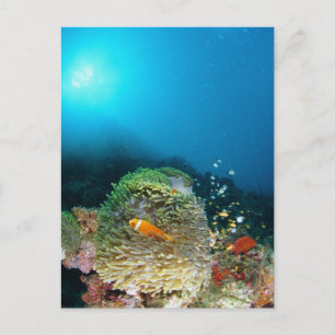 Malediven Anemone-vis zwemt onder water Briefkaart