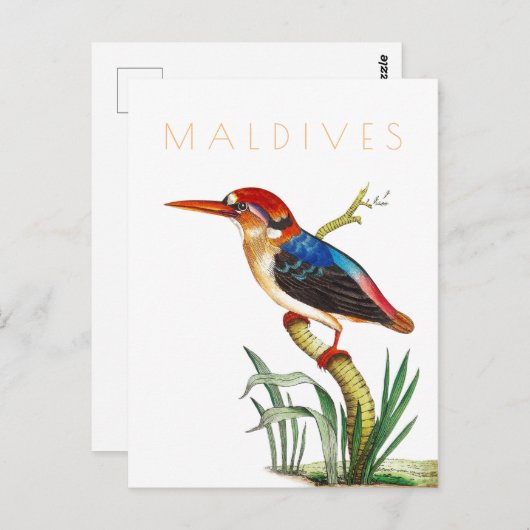 Malediven reizen tropische vogels midden eeuw Briefkaart (Voorkant / Achterkant)