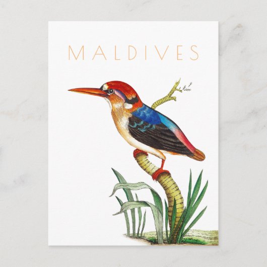 Malediven reizen tropische vogels midden eeuw Briefkaart (Voorkant)