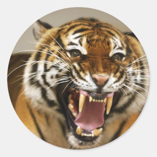 Maleise Tijger #2 sticker (Voorkant)