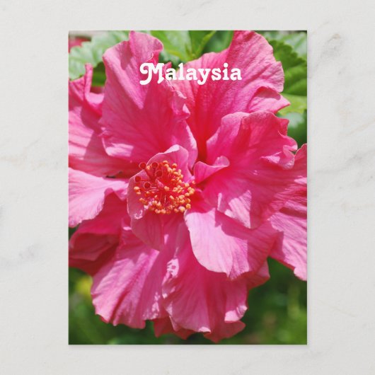 Maleisië Hibiscus Briefkaart (Voorkant)