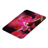 Maleisië, Orchid Magneet (Linkerzijde)