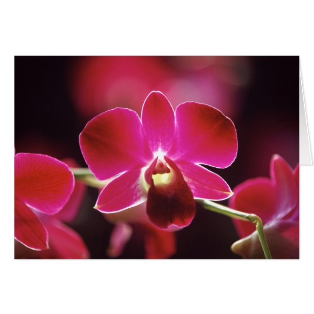 Maleisië, Orchidee (Voorkant Horizontaal)