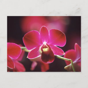 Maleisië, Orchidee Briefkaart