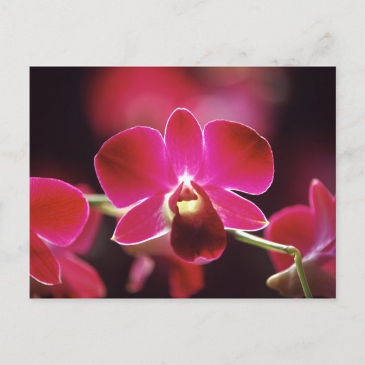 Maleisië, Orchidee Briefkaart (Voorkant)