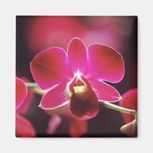 Maleisië, Orchidee Magneet