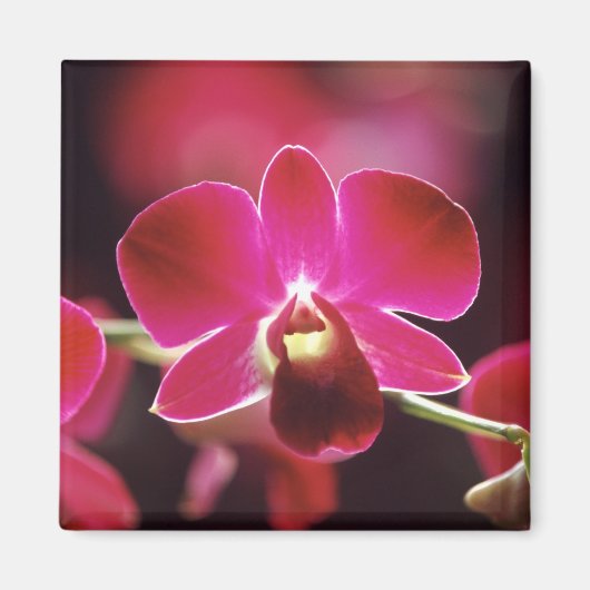 Maleisië, Orchidee Magneet (Voorkant)