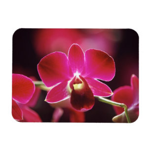 Maleisië, Orchidee Magneet