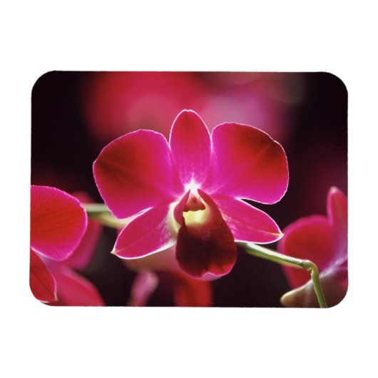 Maleisië, Orchidee Magneet (Horizontaal)