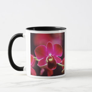 Maleisië, Orchidee Mok
