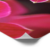 Maleisië, Orchidee Poster (Hoek)