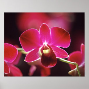 Maleisië, Orchidee Poster