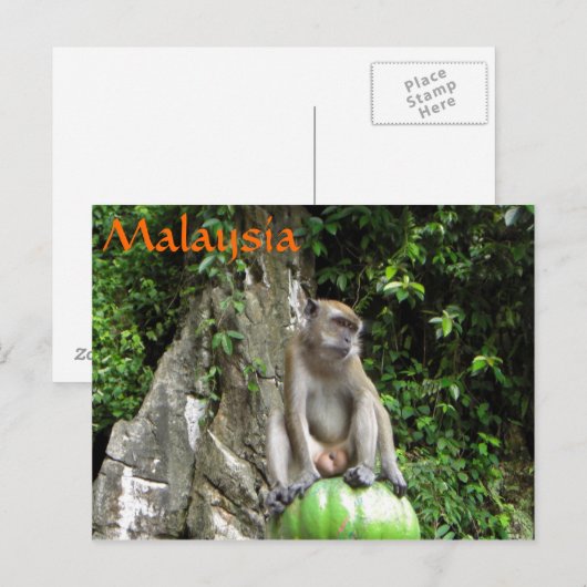 Maleisische aap briefkaart (Voorkant / Achterkant)