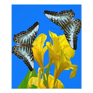 Maleisische blauwe klipper vlinder Foto Uitbreidin Foto Afdruk