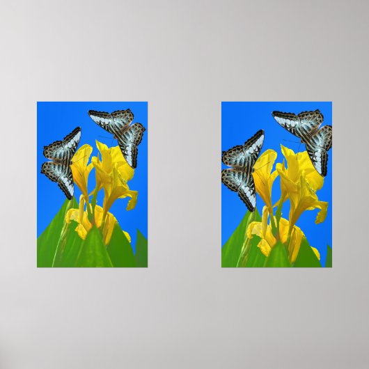Maleisische blauwe klipper vlinders op Canna Poste Muurkunst Sets (Voorkant)