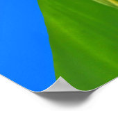 Maleisische blauwe klipper vlinders op Canna Poste Poster (Hoek)