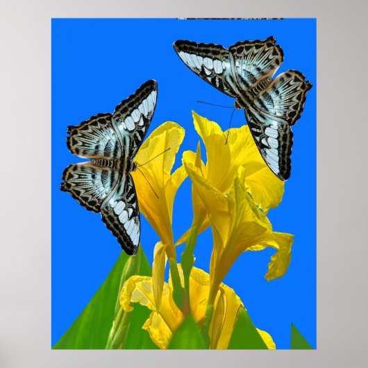 Maleisische blauwe klipper vlinders op Canna Poste Poster (Voorkant)