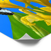 Maleisische blauwe klipper vlinders op Canna Poste Poster (Hoek)