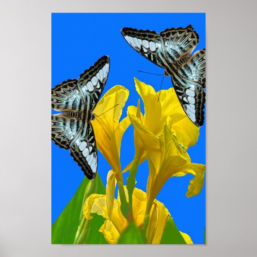 Maleisische blauwe klipper vlinders op Canna Poste Poster (Voorkant)