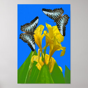 Maleisische blauwe klipper vlinders op Canna Poste Poster