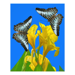 Maleisische blauwe klipper vlinders Posters